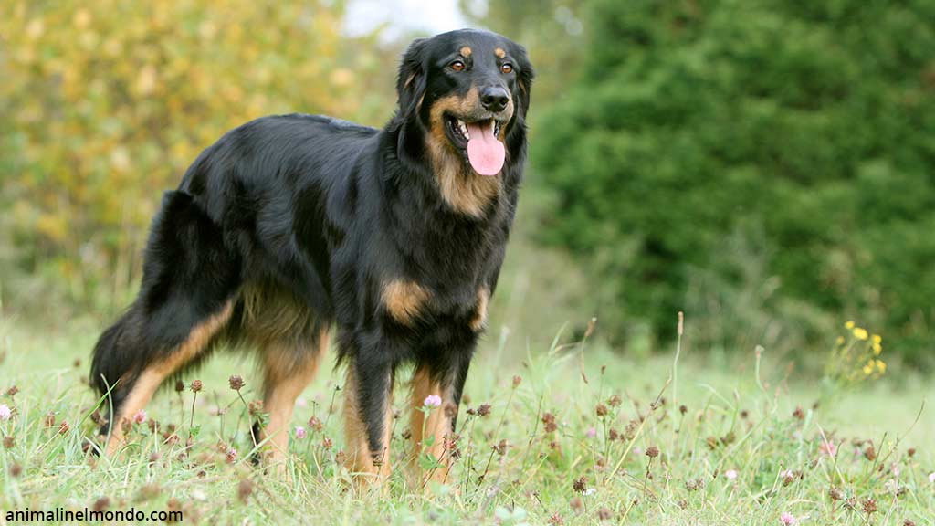 Cane Hovawart