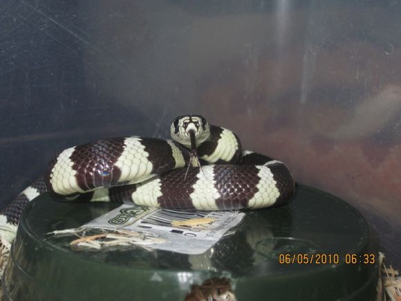Qualche serpente