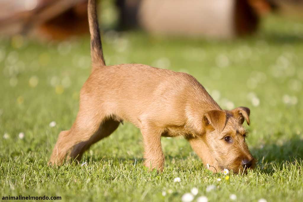 Cane Irish Terrier