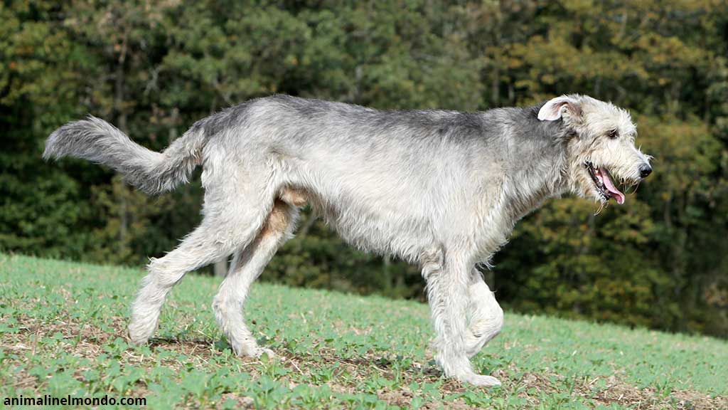 Cane Irish Wolfhound