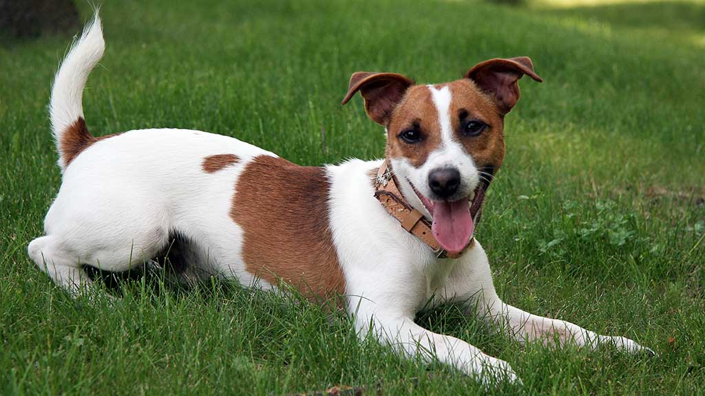Cane Jack Russell Terrier