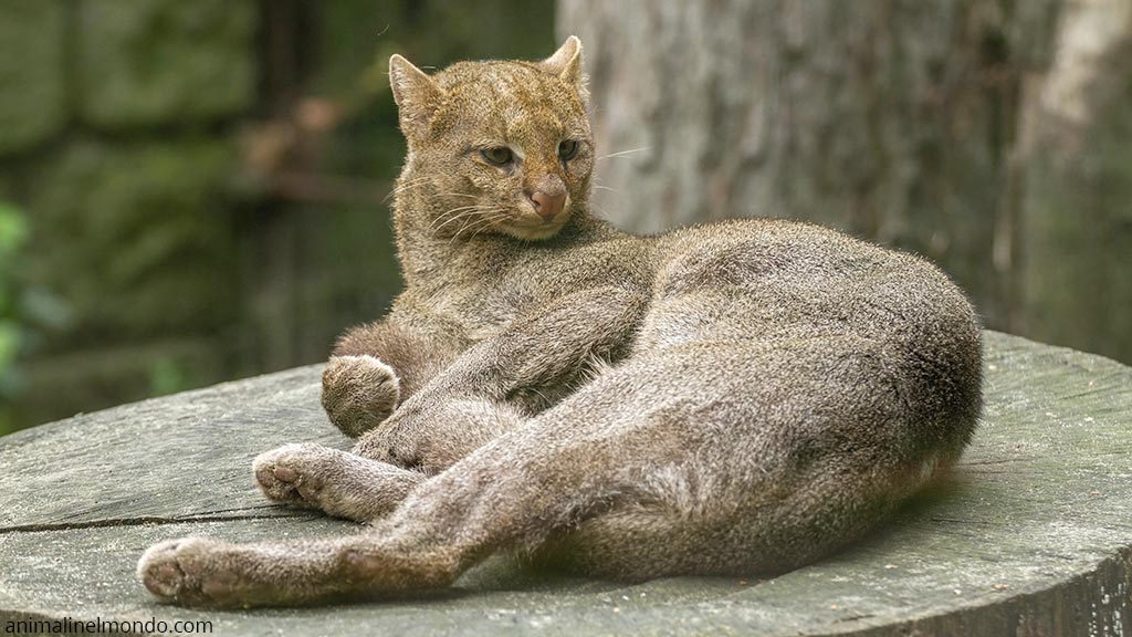 Puma jaguarondi