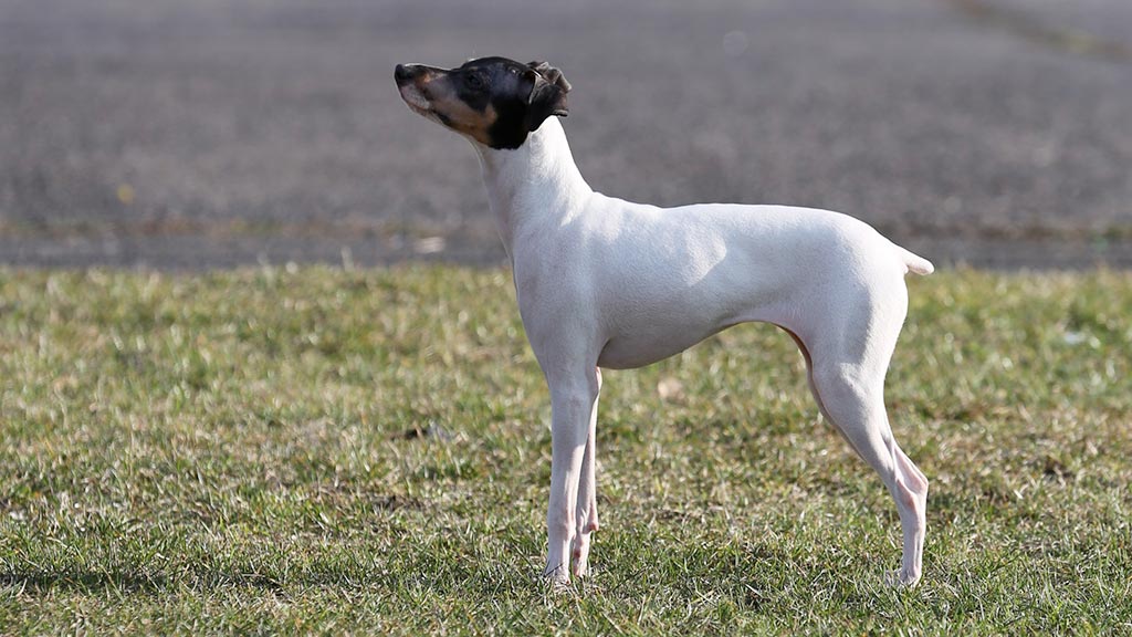 Cane Terrier giapponese