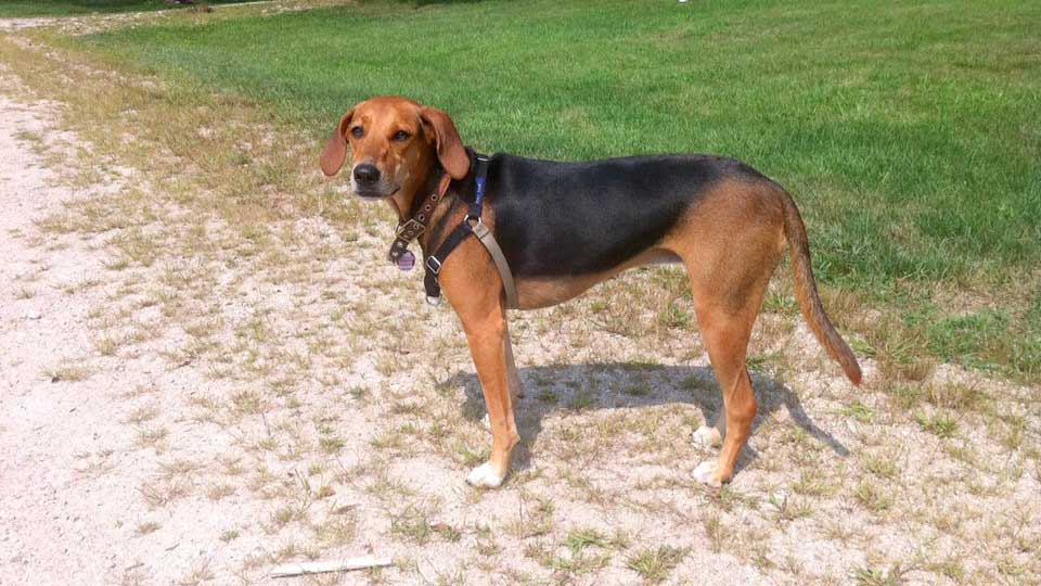Cane Kerry Beagle