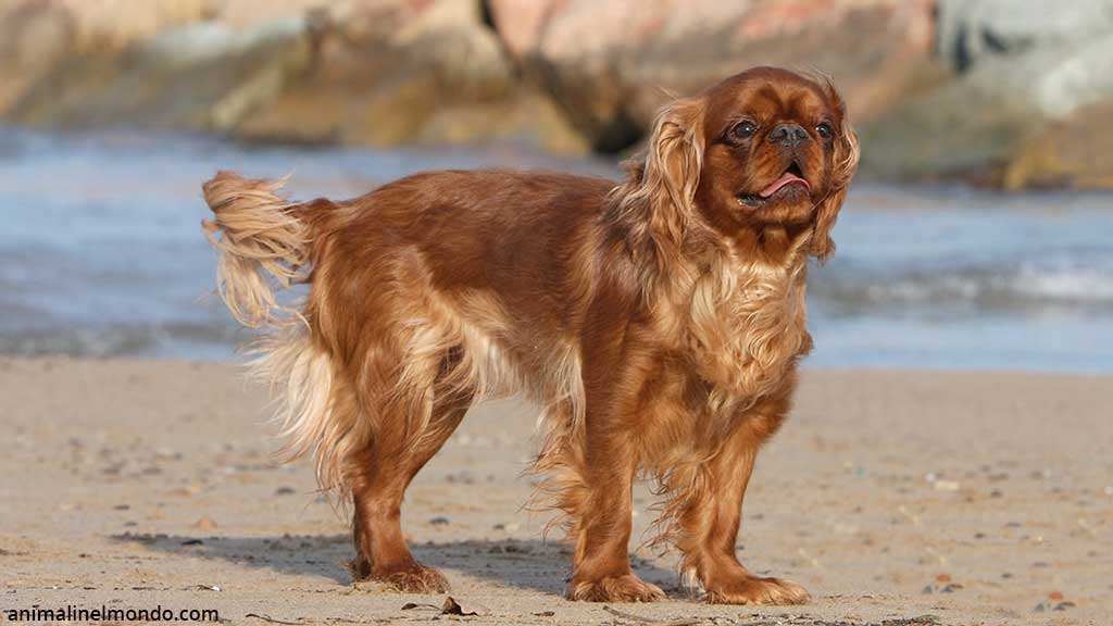 Cane King Charles Spaniel