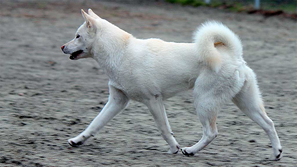 Cane Kishu Inu