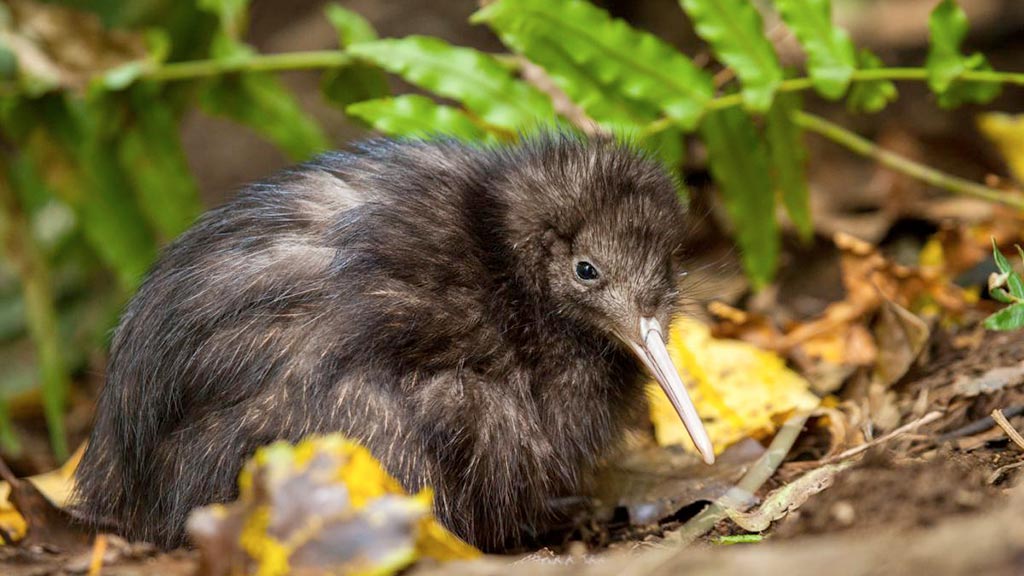 Uccello Kiwi
