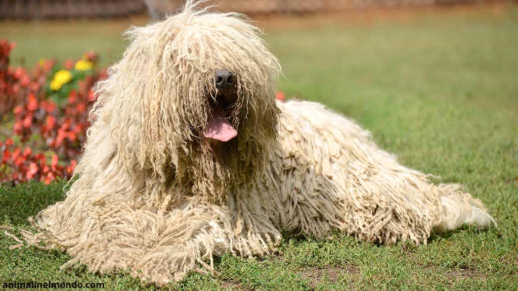 Cane Komondor
