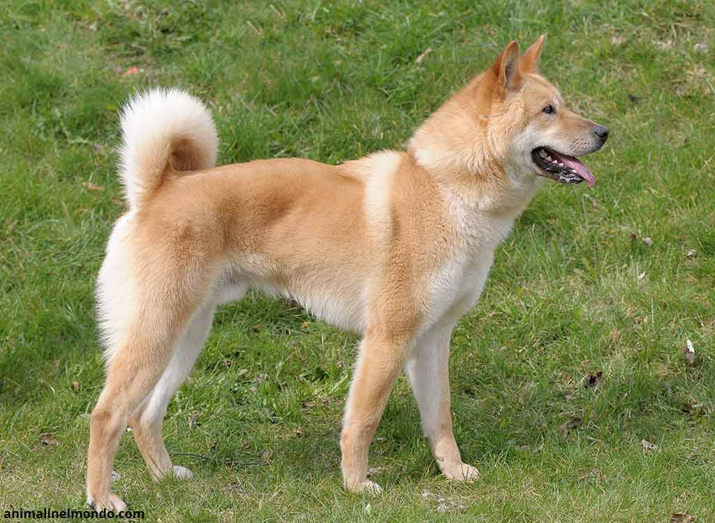 Cane Korea Jindo Dog