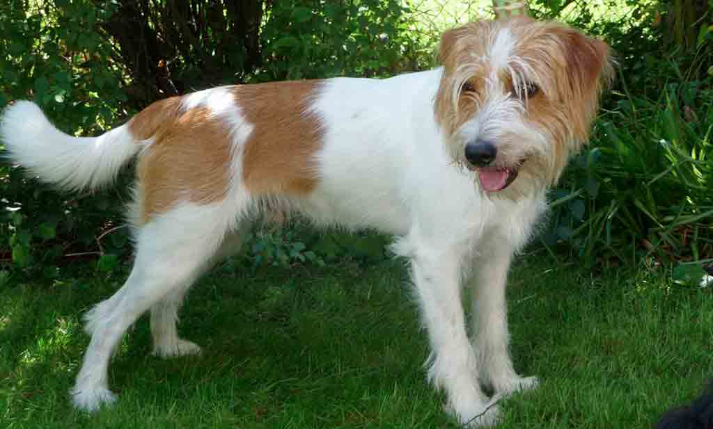 Cane Kromfohrlander