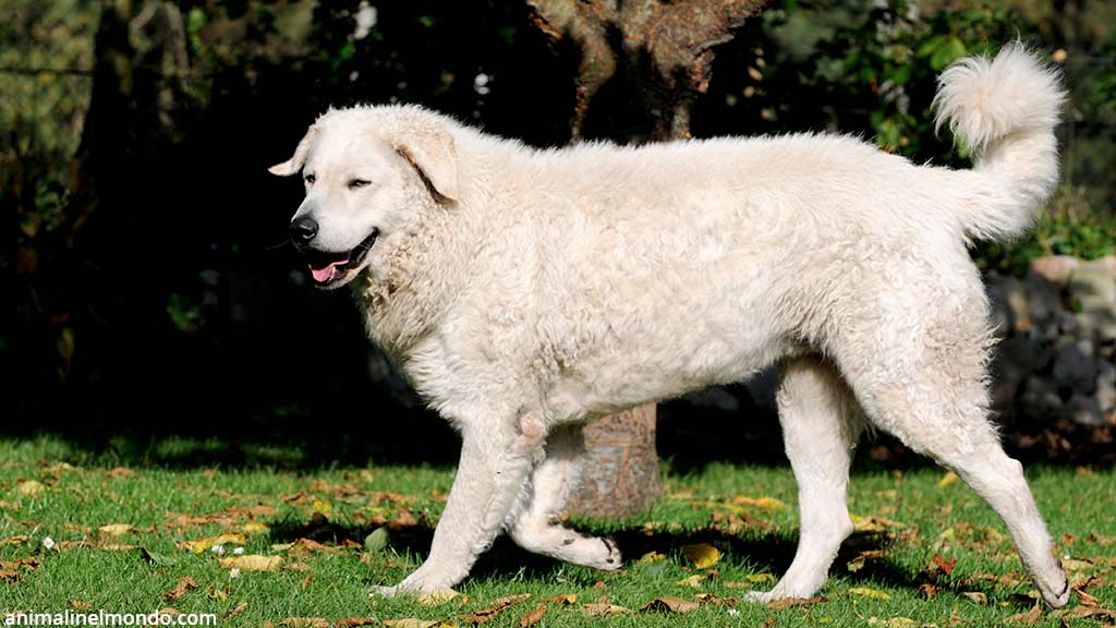 Cane Kuvasz