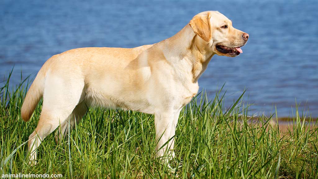 Cane Labrador Retriever