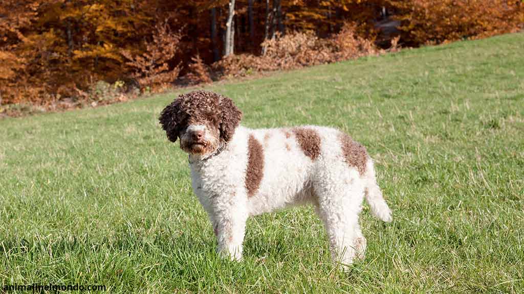 Cane Lagotto Romagnolo