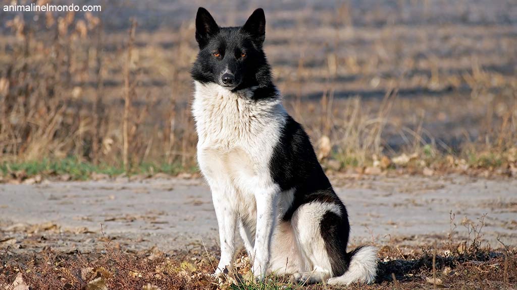 Cane Laika Russo-Europeo
