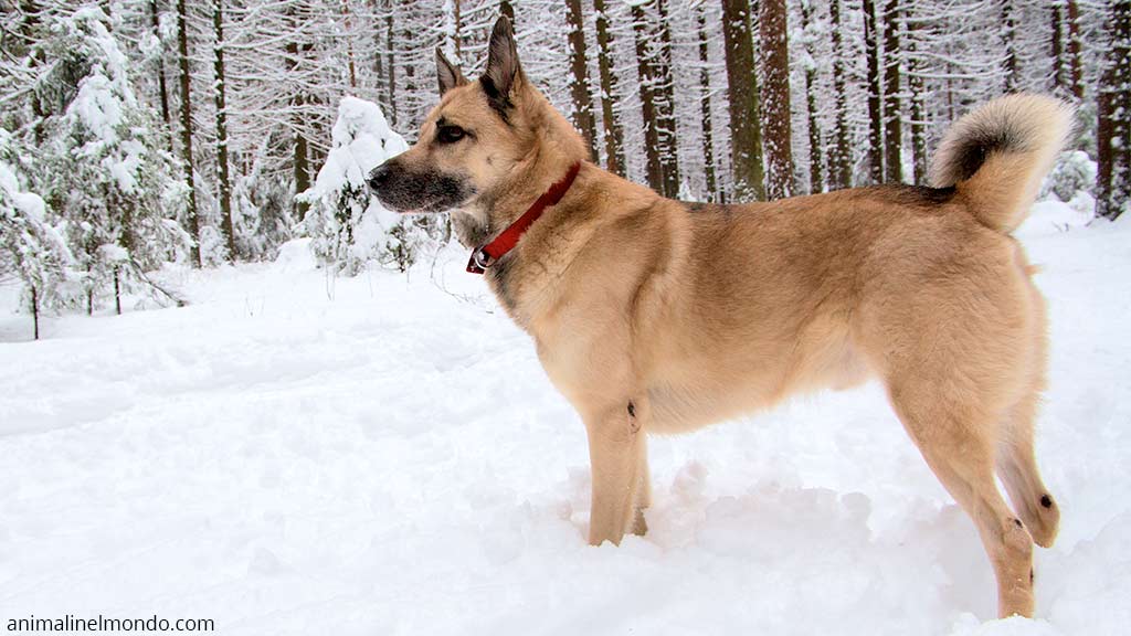 Cane Laika della Siberia occidentale