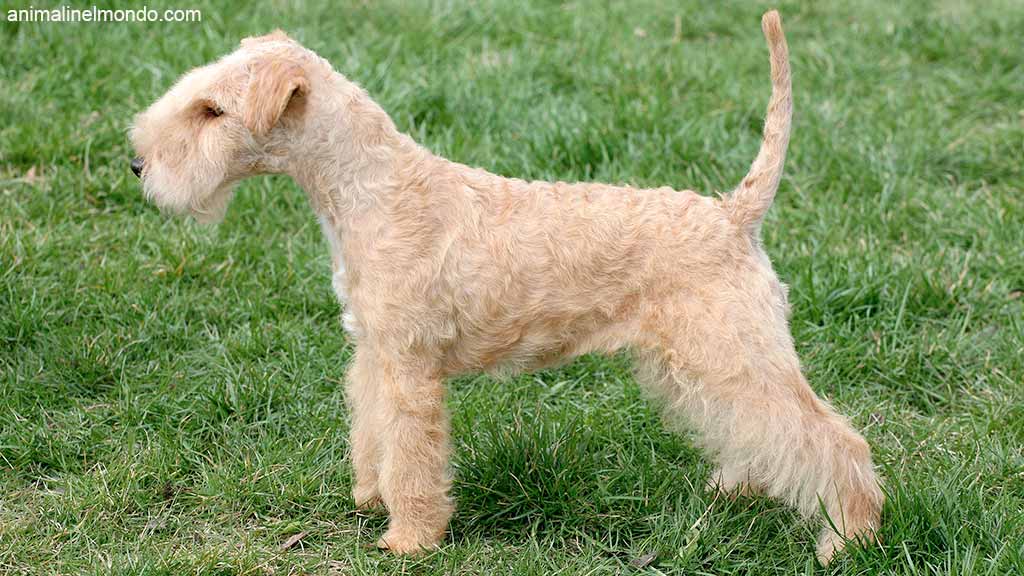 Cane Lakeland Terrier