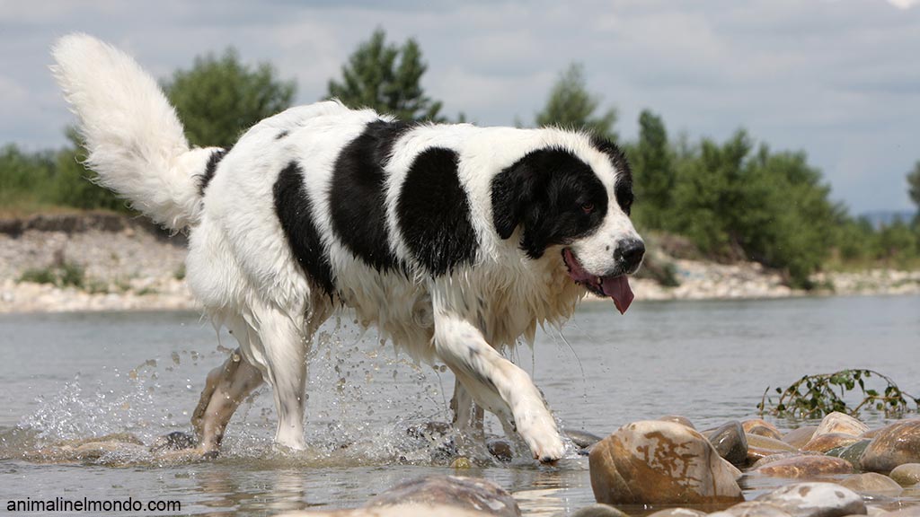 Cane Landseer