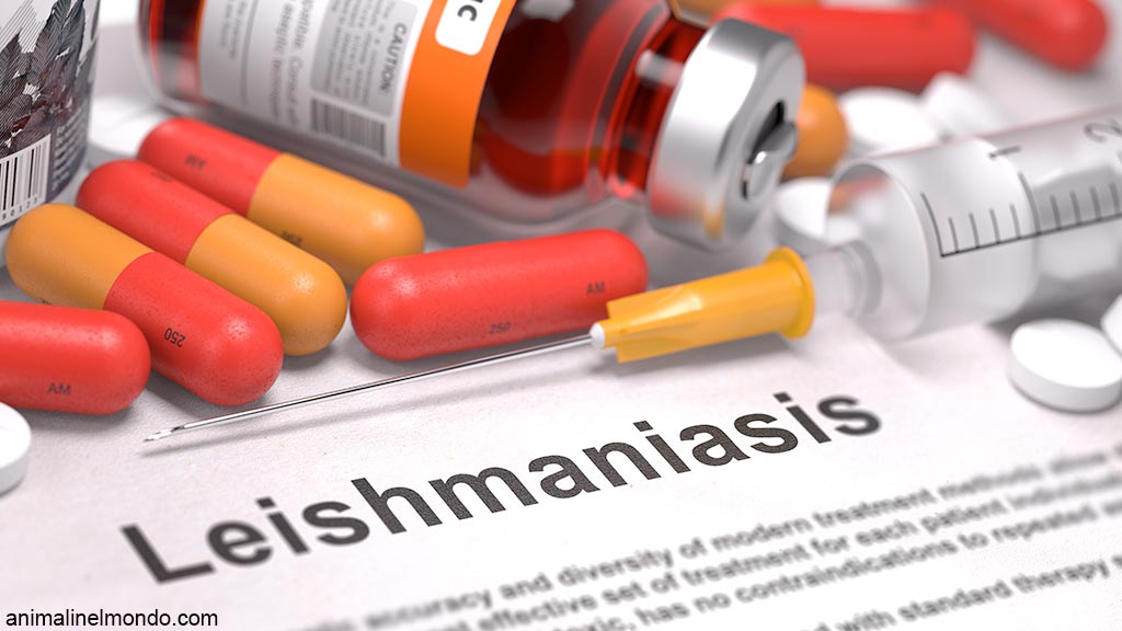 La Leishmaniosi canina
