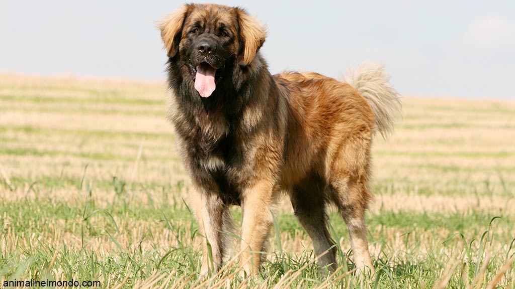 Cane Leonberger