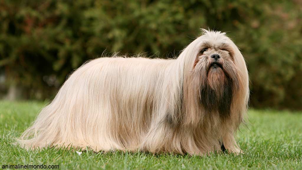 Cane Lhasa Apso