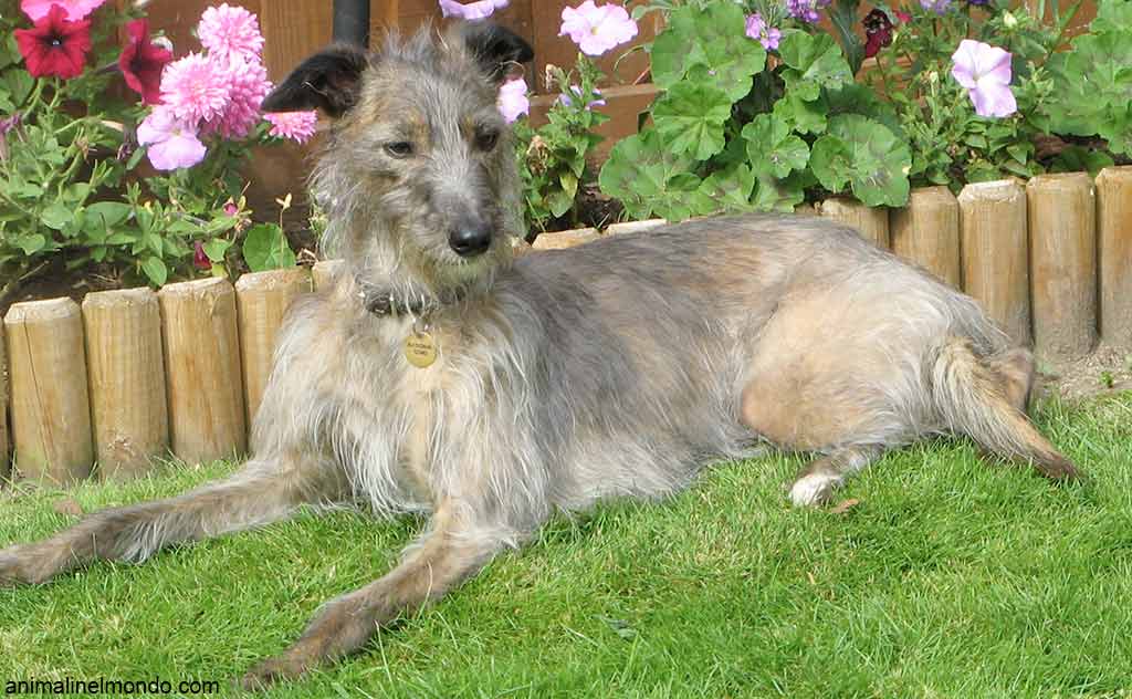 Cane Lurcher