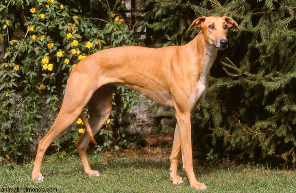 Cane Magyar Agar