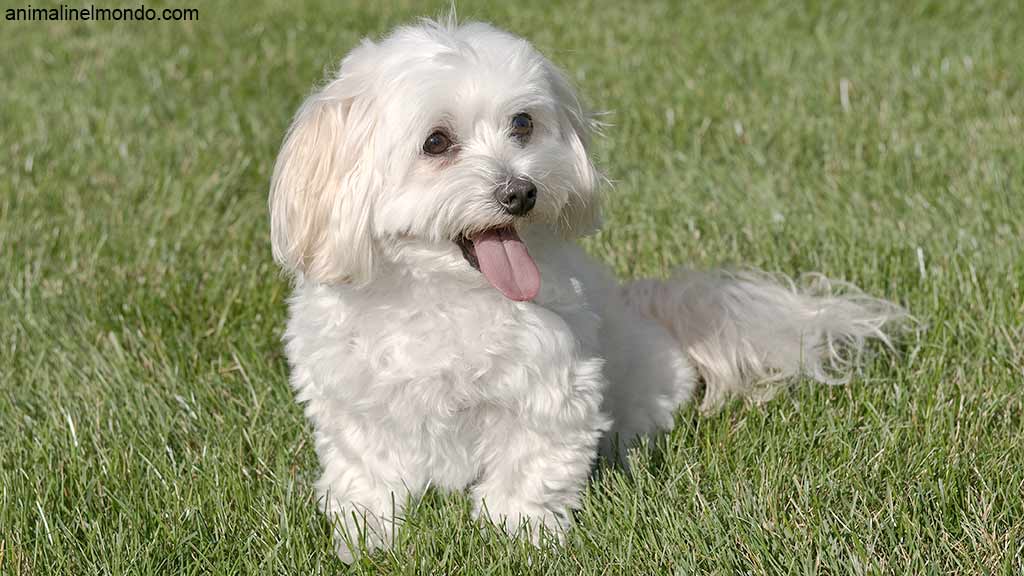 Cane Maltese