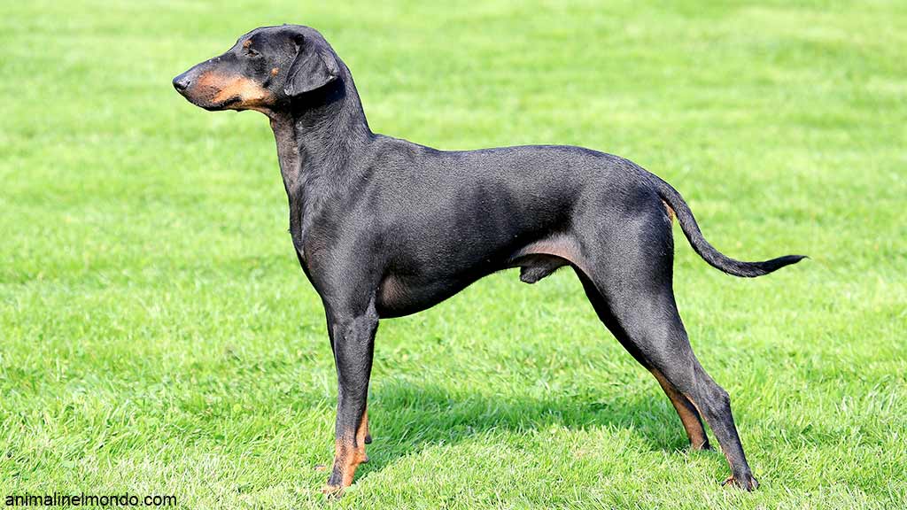 Cane Manchester Terrier