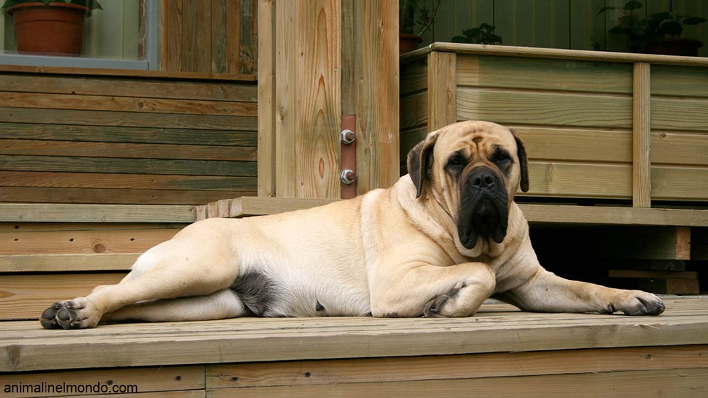 Cane Mastiff