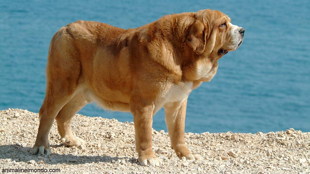 Cane Mastino Spagnolo