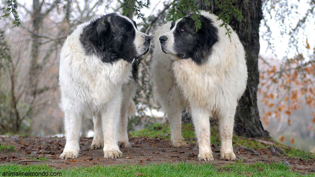 Cane Mastino dei Pirenei