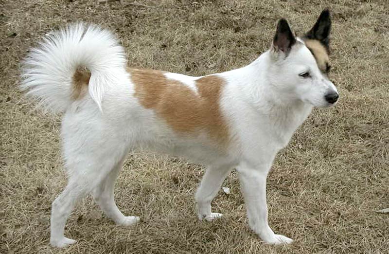Cane Norrbottenspets