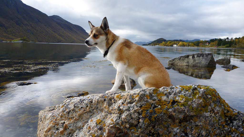 Cane Norsk Lundehund