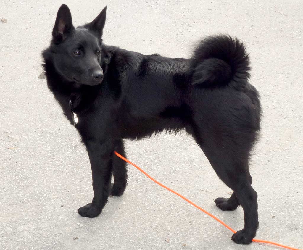 Cane Norsk Elghund Nero