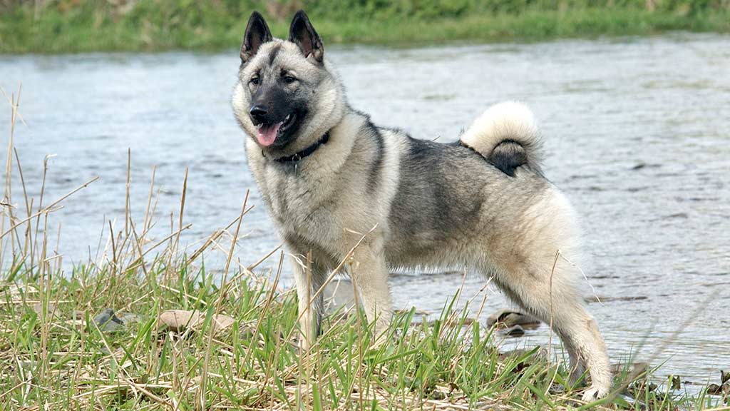 Cane Norsk Elghund Grigio