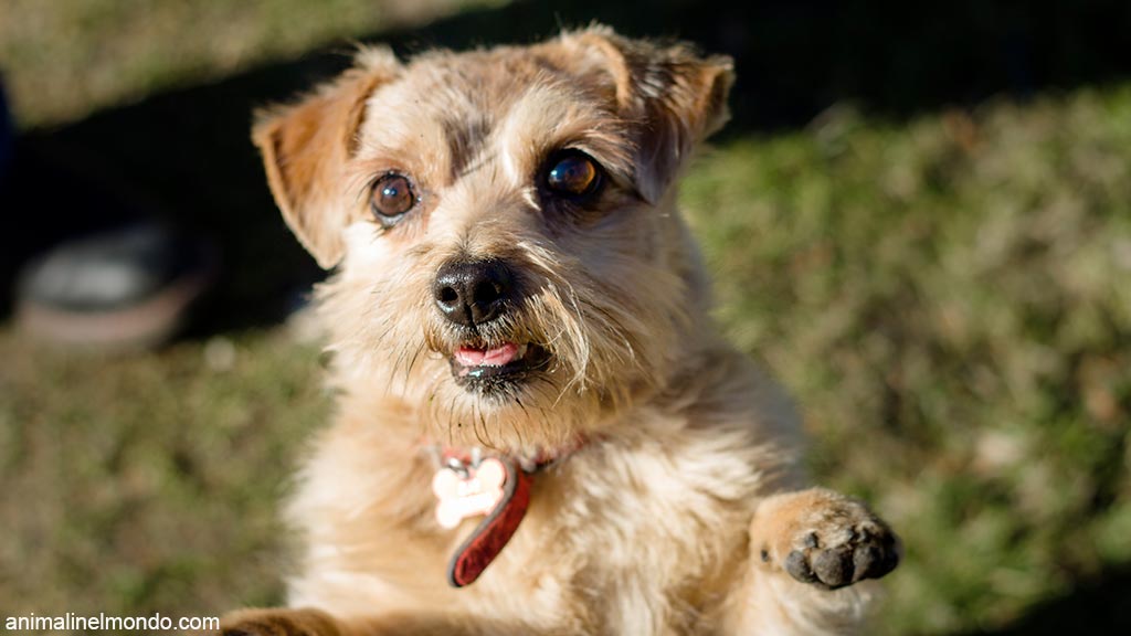 Cane Norfolk Terrier