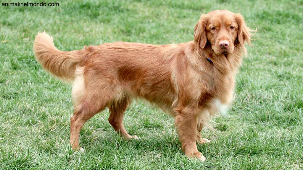 Cane Nova Scotia Duck Tolling Retriever