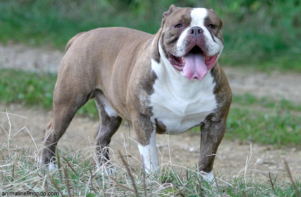 Cane Olde English Bulldogge