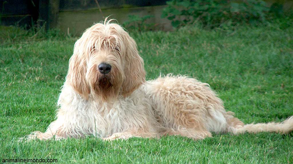Cane Otterhound