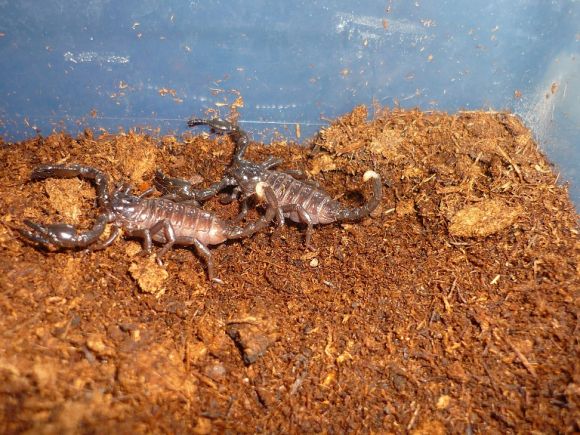 Pandinus imperator