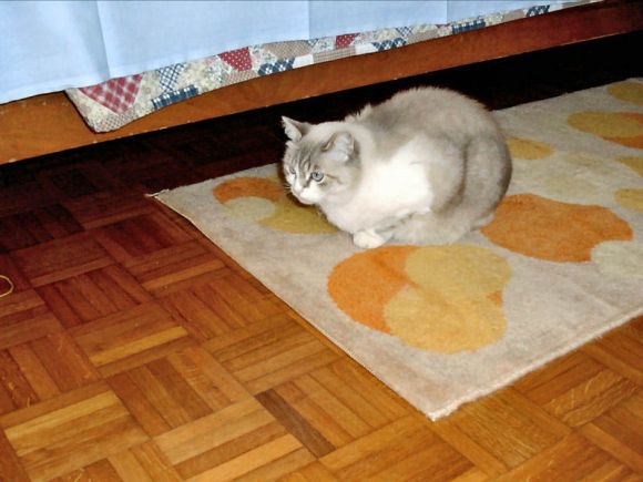 Principessa Sissi