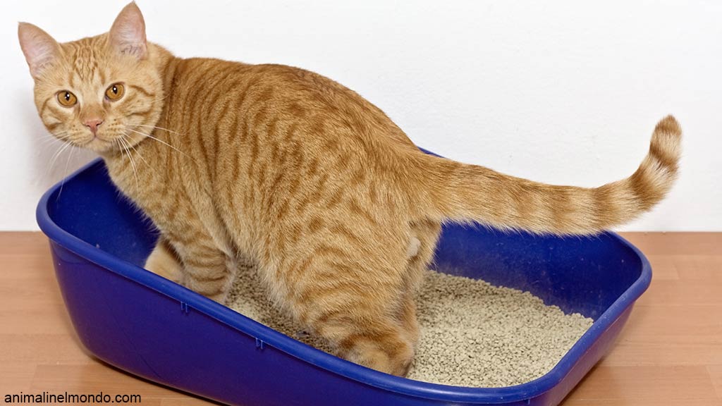Panleucopenia gatto
