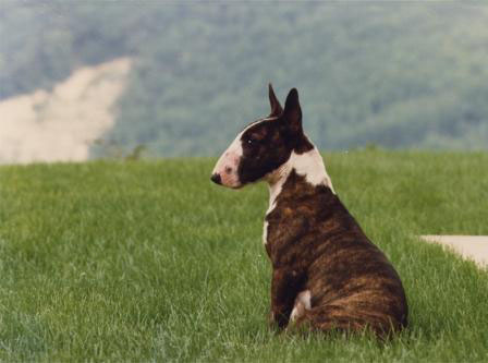 I miei Cani
