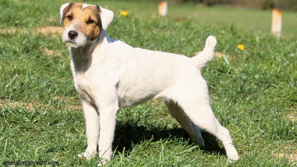 Cane Parson Jack Russel Terrier