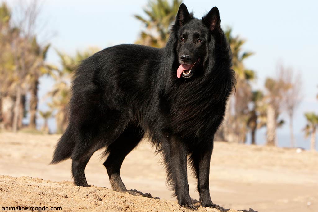 Cane Pastore Belga