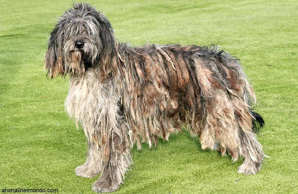 Cane Pastore Bergamasco