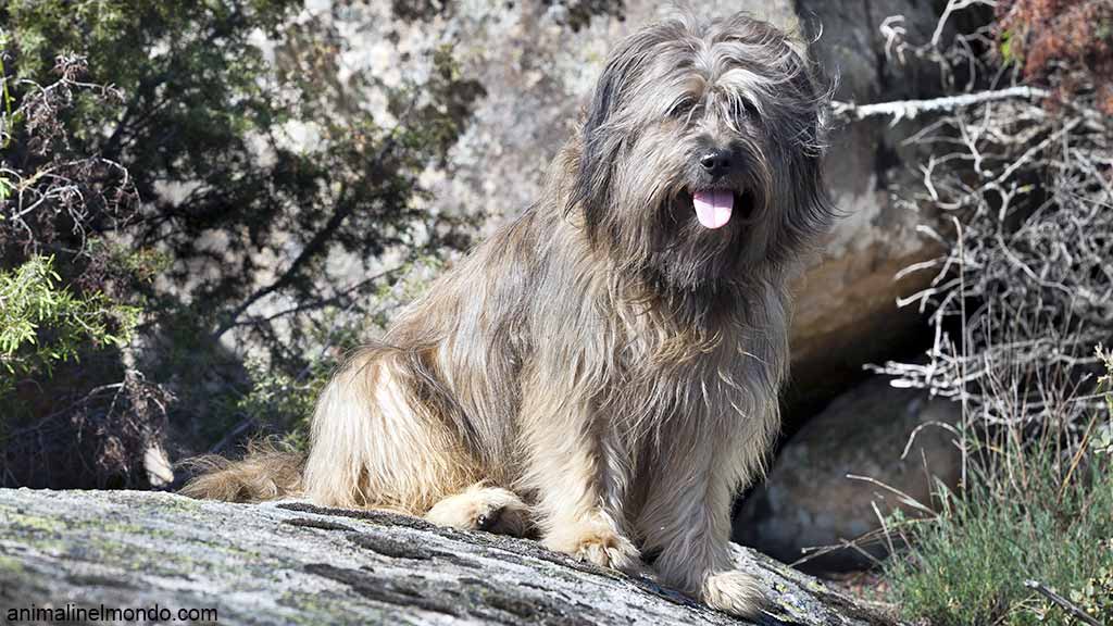 Cane Pastore Catalano