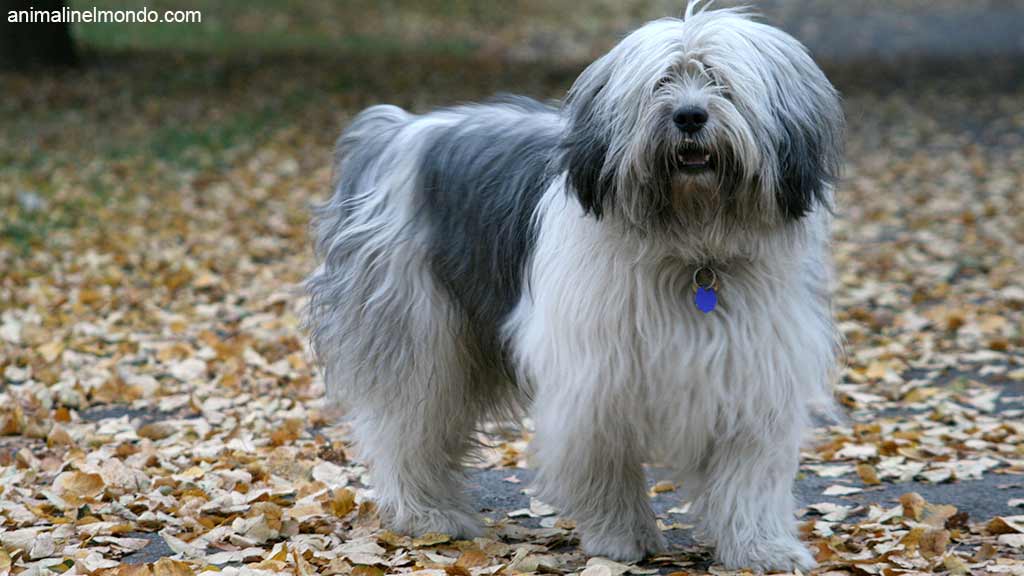 Cane Pastore Polacco di Vallee