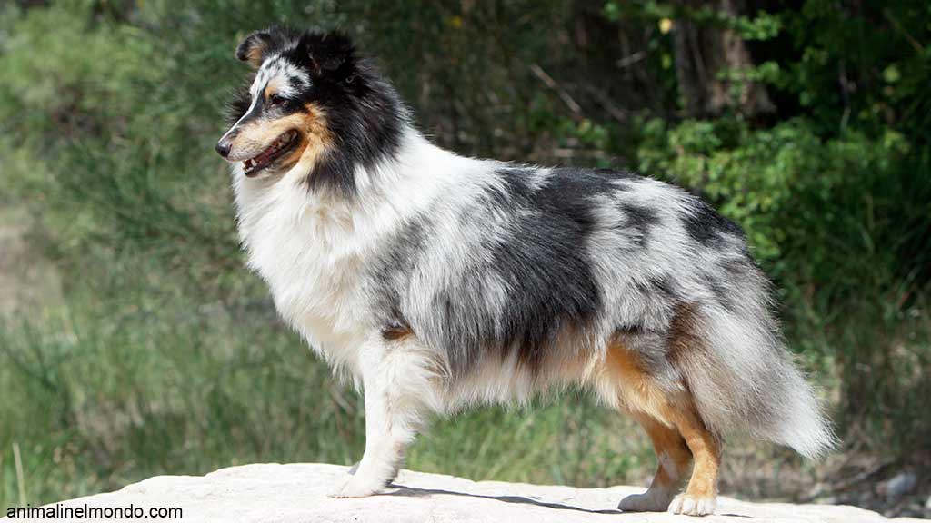 Cane Pastore Scozzese Shetland