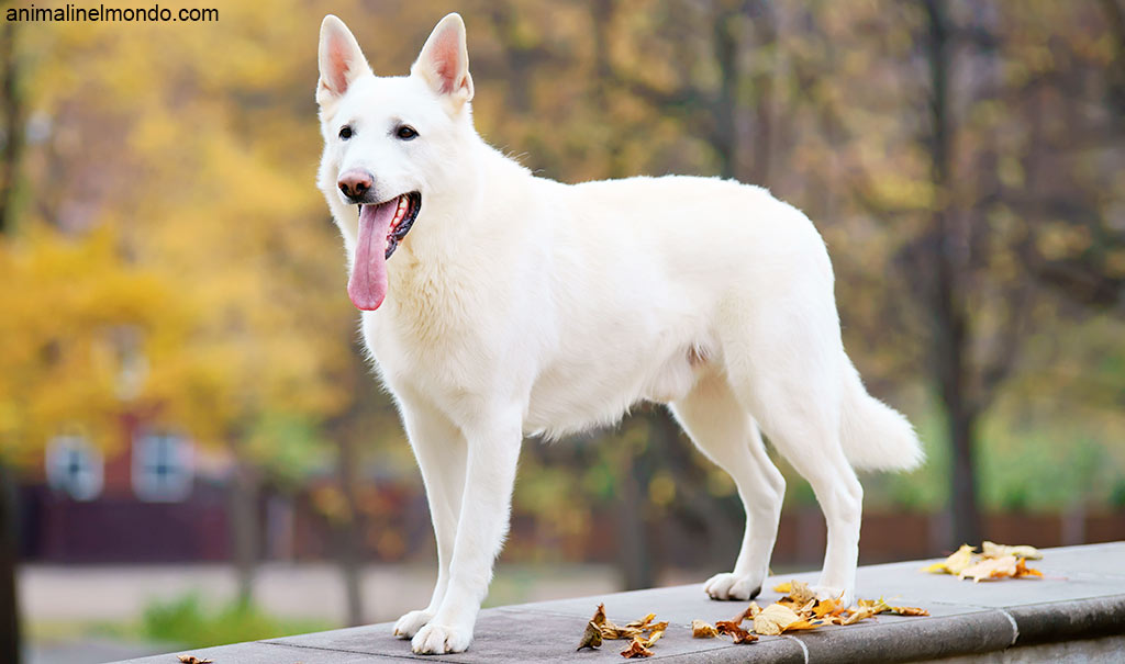 Cane Pastore Svizzero bianco